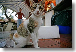 images/Europe/Turkey/Fethiye/surprised-cat.jpg