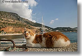 images/Europe/Turkey/Kalkan/cat-n-harbor.jpg