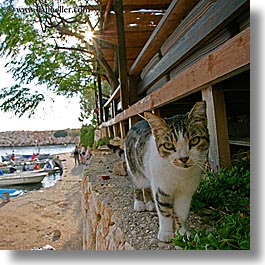 images/Europe/Turkey/Kalkan/cat-on-wall.jpg
