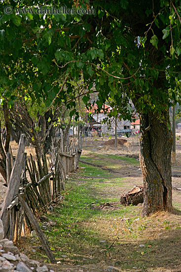 tree-n-fence.jpg