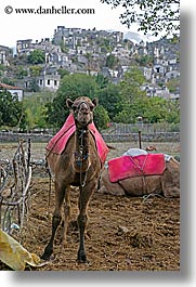 images/Europe/Turkey/KayaKoy/camel-n-village-1.jpg
