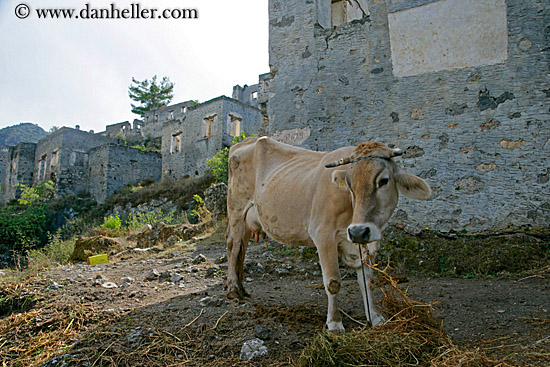 cow-in-ruins.jpg