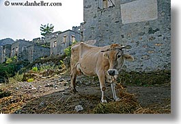 images/Europe/Turkey/KayaKoy/cow-in-ruins.jpg