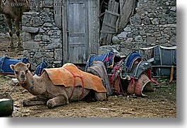 images/Europe/Turkey/KayaKoy/lounging-camels-1.jpg