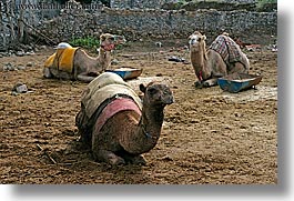 images/Europe/Turkey/KayaKoy/lounging-camels-2.jpg