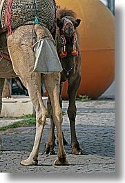 images/Europe/Turkey/Myra/camel-2.jpg