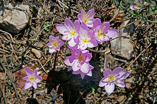 flowers-1.jpg