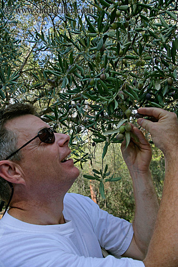 drew-picking-olives-1.jpg