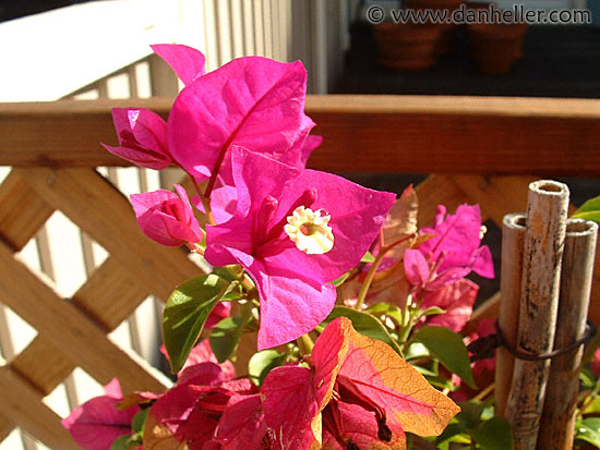 bougainvillea.jpg