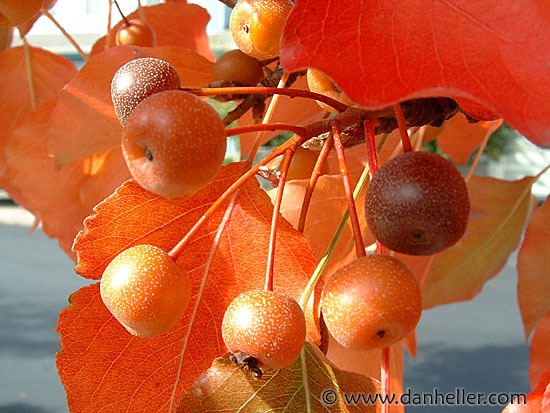 crab-apples-macro.jpg