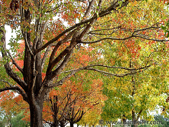 fall-trees-1.jpg