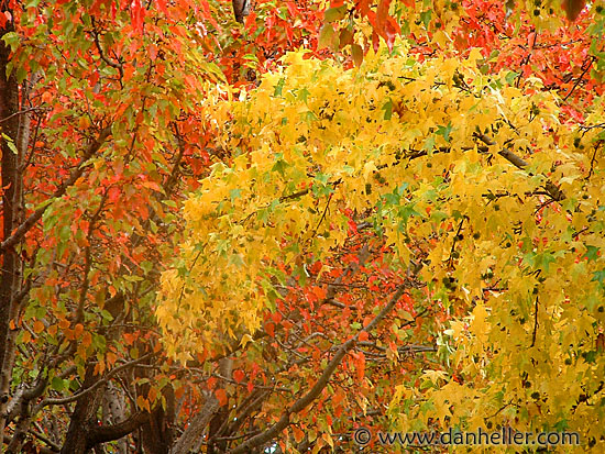 fall-trees-8.jpg