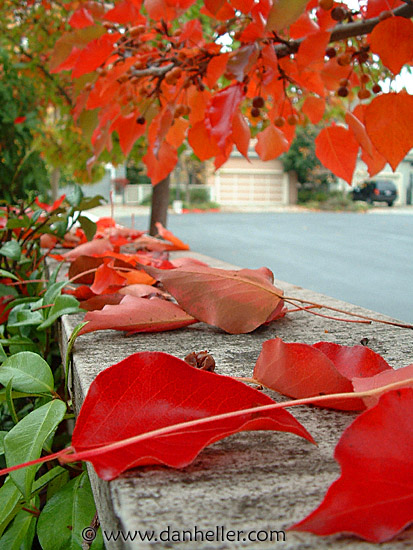 fence-leaves-1.jpg