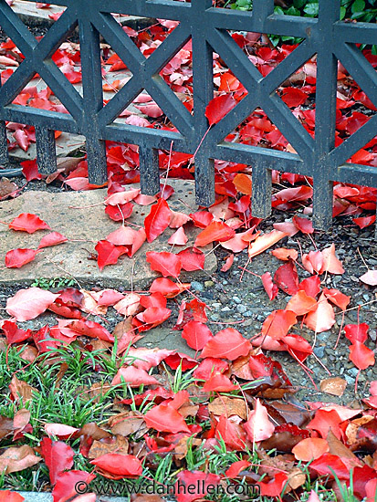 fence-leaves-2.jpg