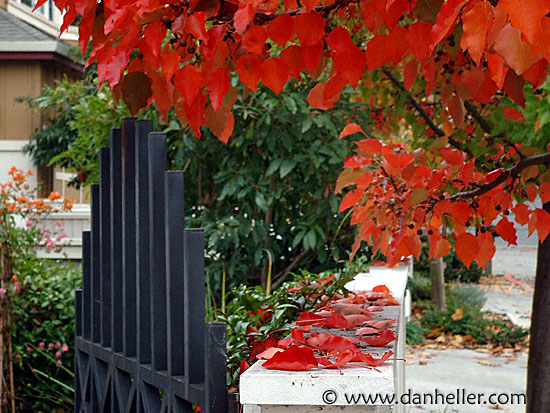 fence-leaves-4.jpg