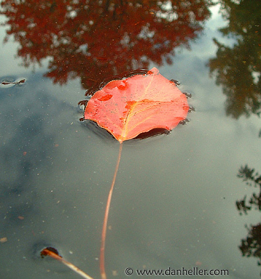 floating-leaf.jpg