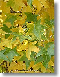 images/Fujipix/2800-a/green-yellow-leaves.jpg
