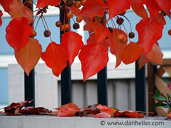 hanging-leaves-2.jpg