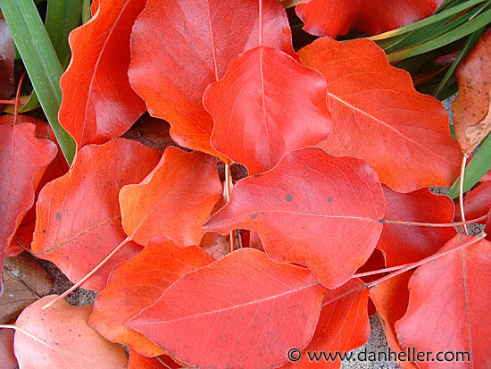 leaf-pile-1.jpg