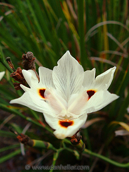 macro-flower.jpg