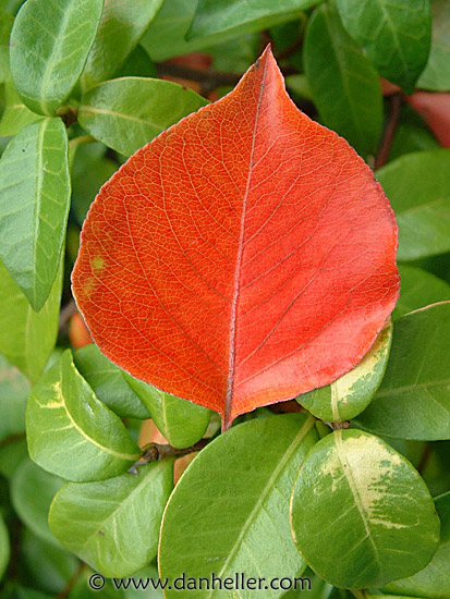 orange-leaf.jpg