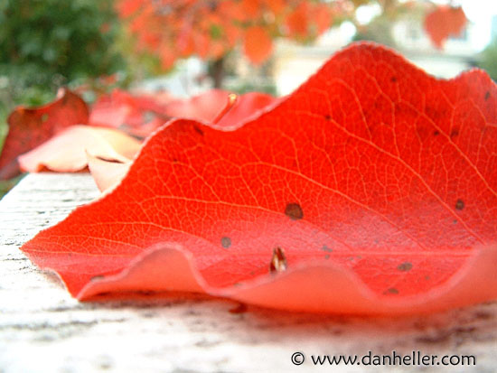 red-leaf-macro-1.jpg