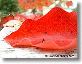 fujipix, red, macro, horizontal, leaf, fujipix, red, macro, leaf, photograph