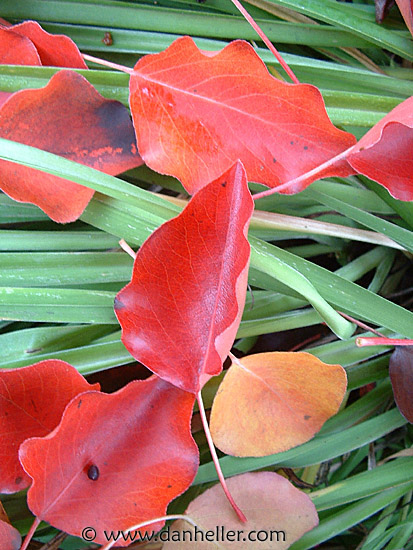 red-leaf-macro-2.jpg