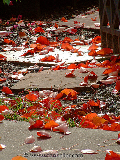 red-leaves-1.jpg