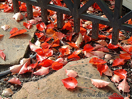 red-leaves-2.jpg