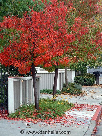 trees-sidewalk.jpg