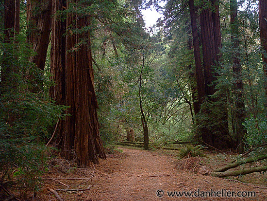 muir-woods-1.jpg