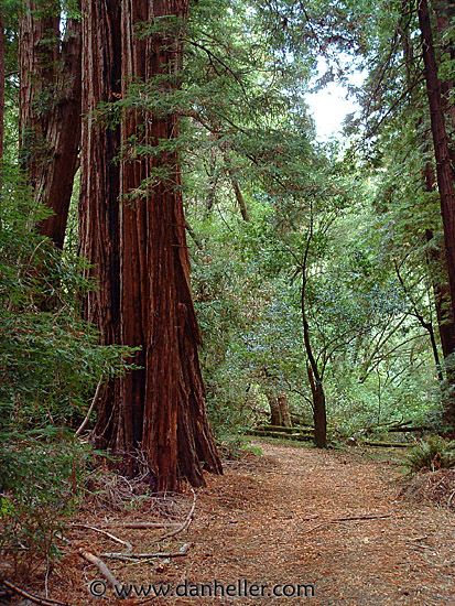 muir-woods-2.jpg