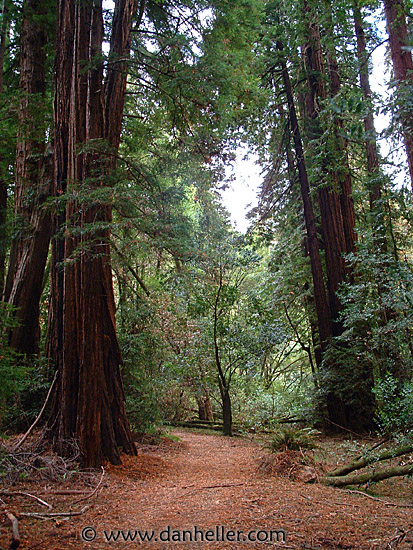 muir-woods-3.jpg