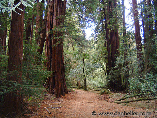 muir-woods-3.jpg