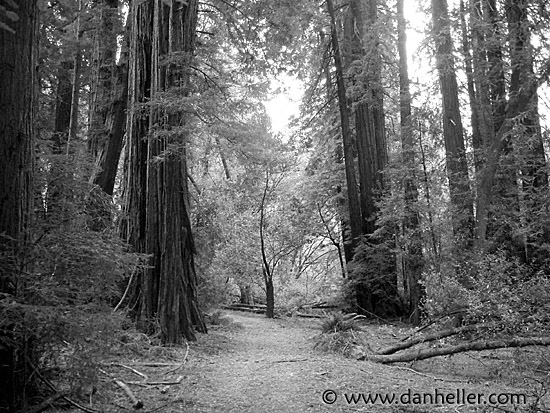 muir-woods-bw.jpg