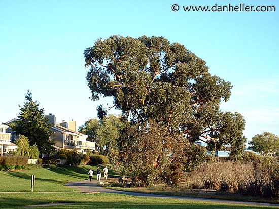 eucalyptus-walk.jpg