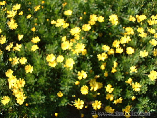 A201-blurry-flowers.jpg