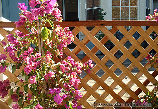 A201-bougainvillea.jpg