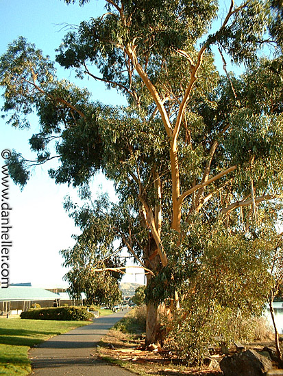 A201-eucalyptus.jpg