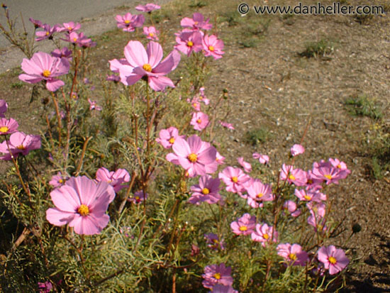 A201-pink-flowers-1.jpg