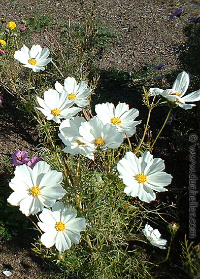 A201-white-flowers-1.jpg