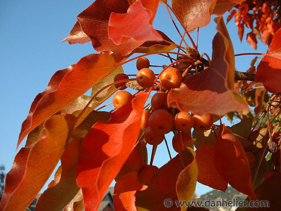 crab-apple-leaves-1.jpg