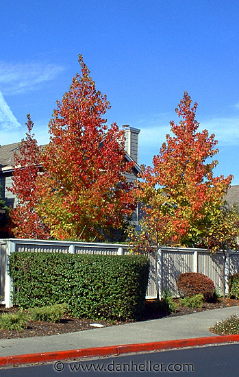 fall-trees-1.jpg