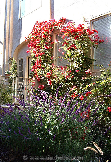 flowery-doorway.jpg