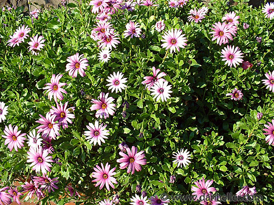 pink-daisies.jpg