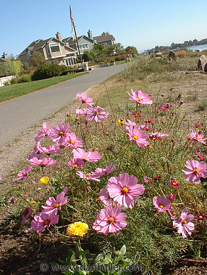 pink-flowers-1.jpg