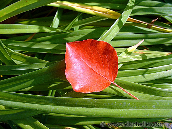 red-leaf.jpg