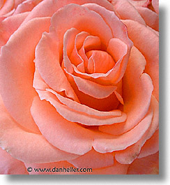 images/Fujipix/Plants/rose-closeup-2.jpg