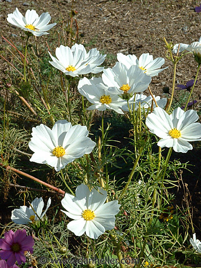 white-flowers.jpg